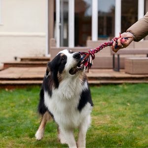 How to Choose the Right Leash and Harness
