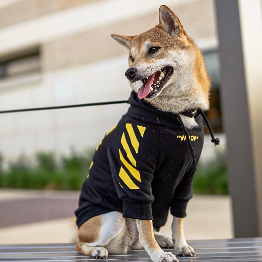 Winter sports dog clothes