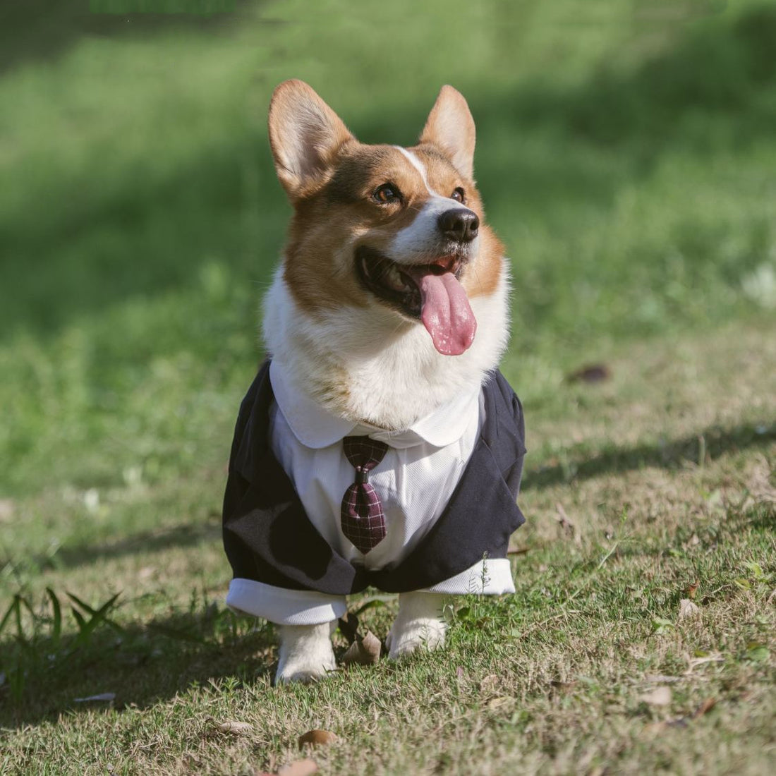 Pet Suit Dog Dress