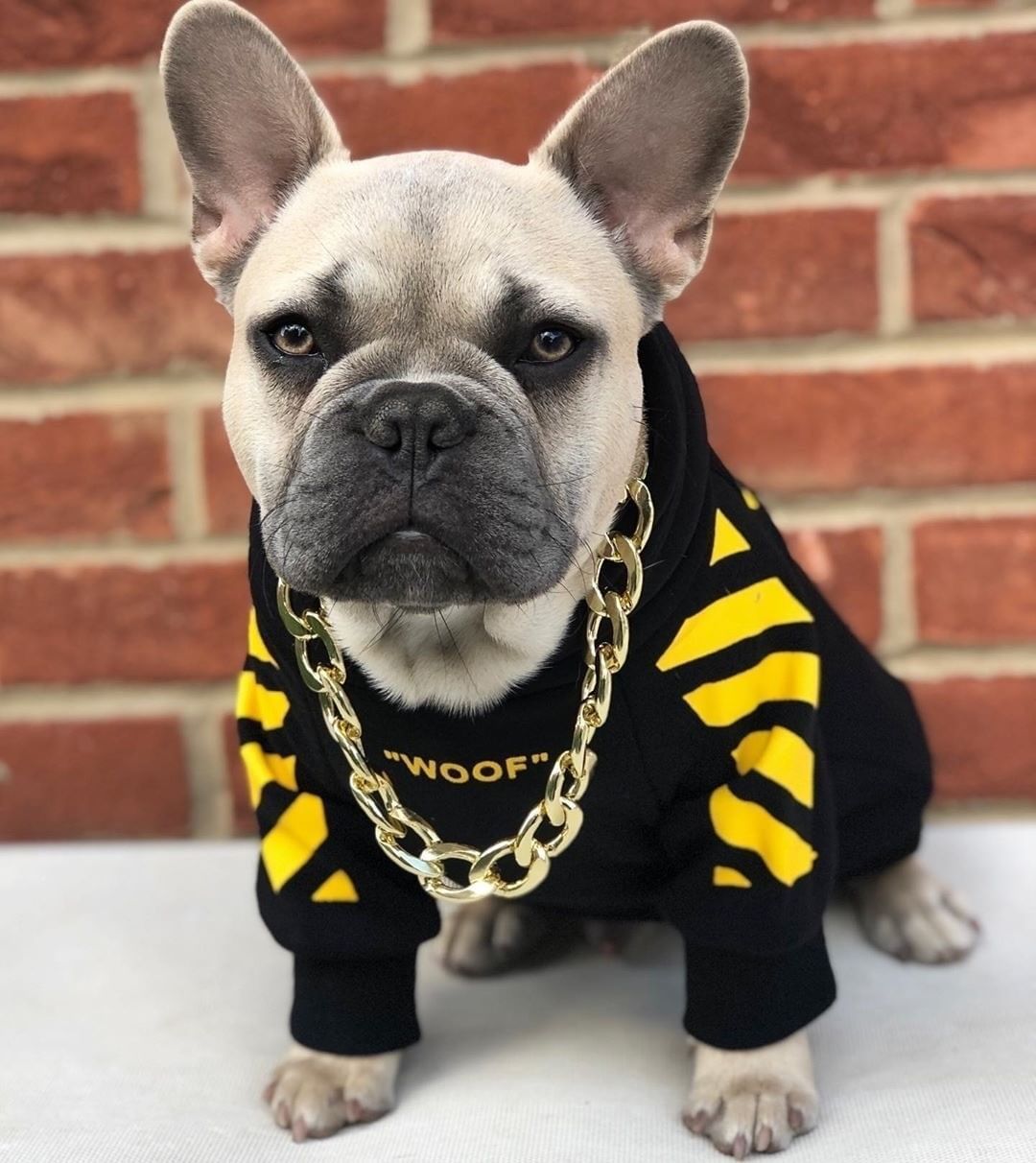Winter sports dog clothes