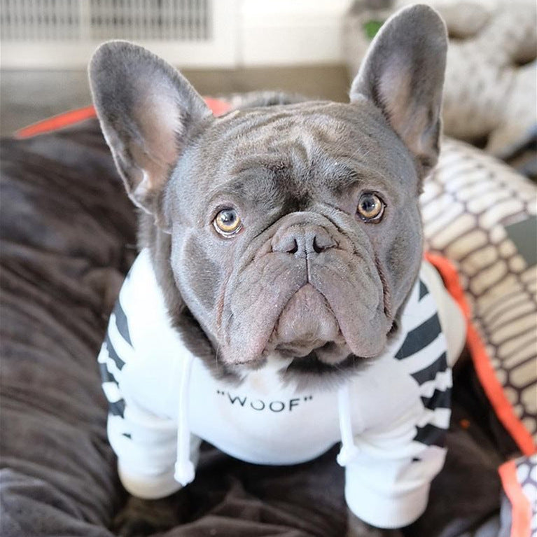 Winter sports dog clothes