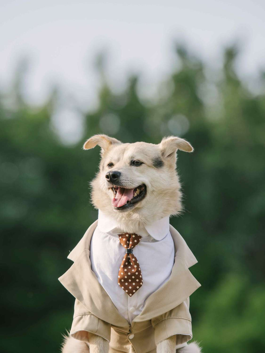 Pet Suit Dog Dress