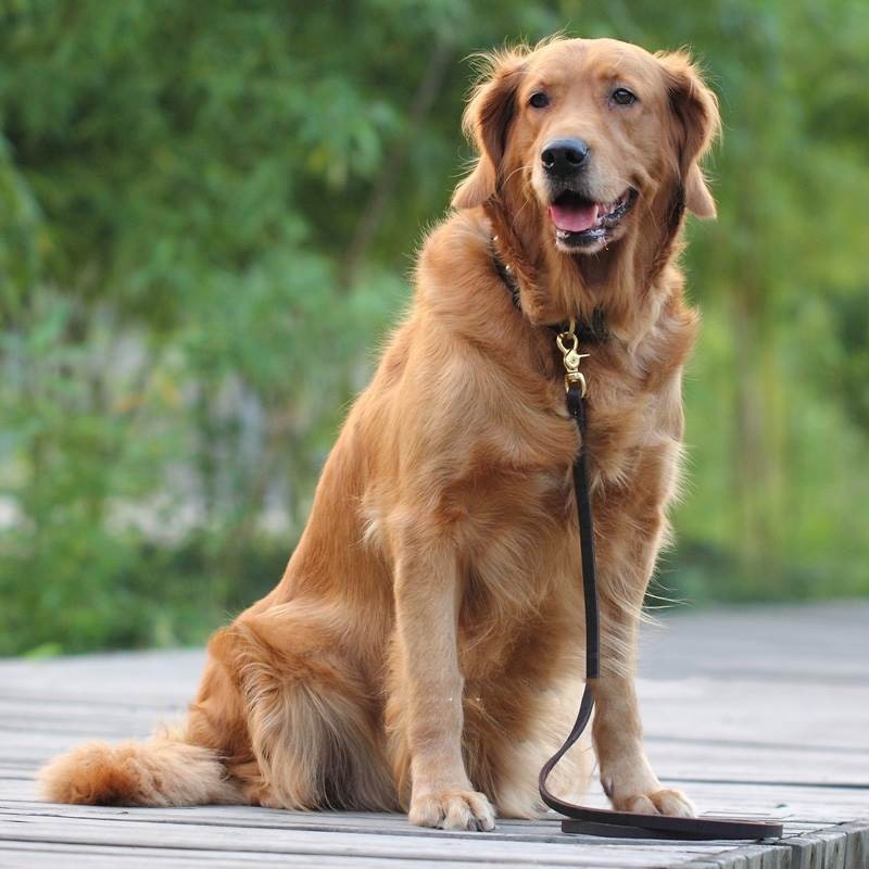 Teddy Gold Hair Elastic Band