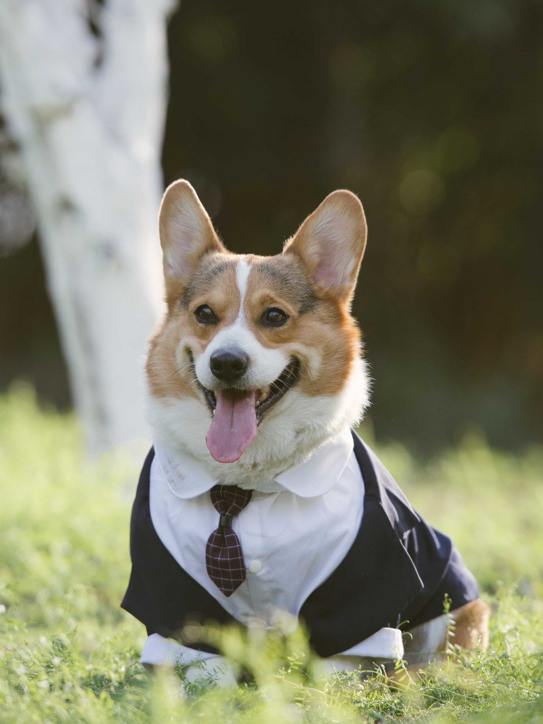 Pet Suit Dog Dress